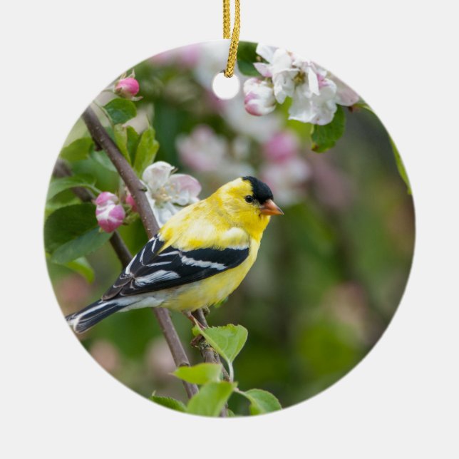 Amerikanischer Goldfinch mit Frühlingsapfelblüten Keramik Ornament (Vorne)