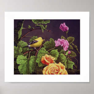 Amerikanischer Goldfinch Poster