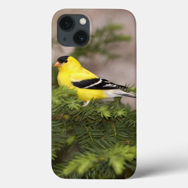 Amerikanischer Goldfinchmann in einem Baum Case-Mate iPhone Hülle (Rückseite)