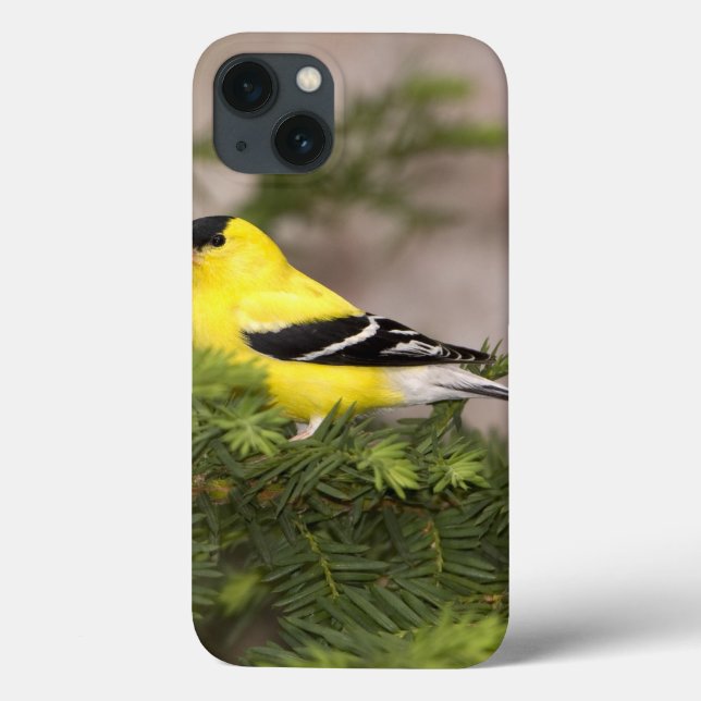Amerikanischer Goldfinchmann in einem Baum Case-Mate iPhone Hülle (Rückseite)