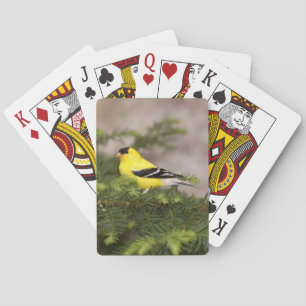 Amerikanischer Goldfink Männchen in einem Baum Spielkarten