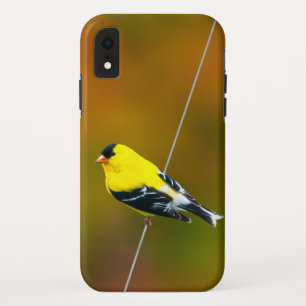 Amerikanischer Goldfink - Originalfotografie Case-Mate iPhone Hülle