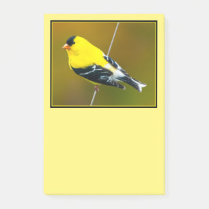 Amerikanischer Goldfink - Originalfotografie Post-it Klebezettel