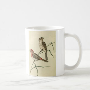 Amerikanischer Hausfink Kaffeetasse
