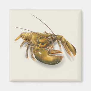 Amerikanischer Hummer-Magnet Magnet