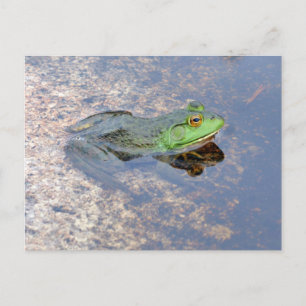 Amerikanischer Ochsenfrosch in Acadia Postkarte