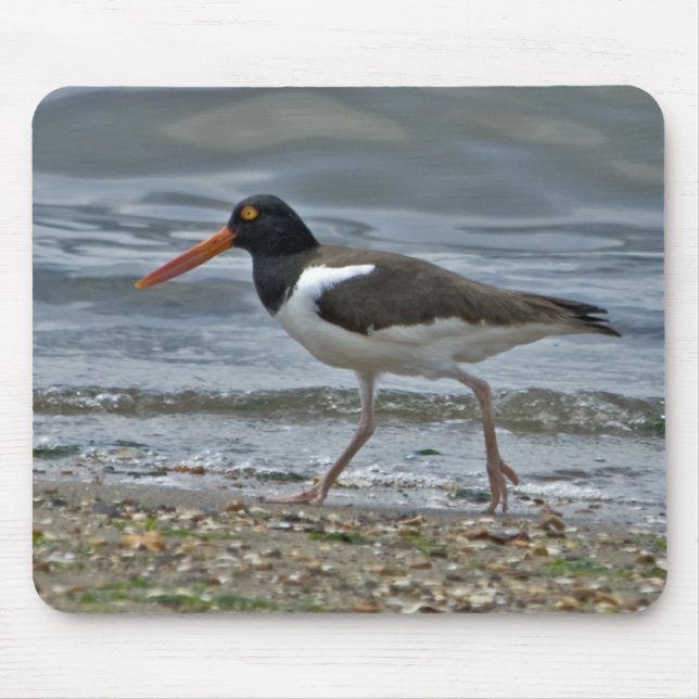 Amerikanischer Oystercatcher Mousepad (Vorne)