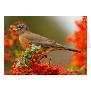 Amerikanischer Robin mit Pyracantha Pomme