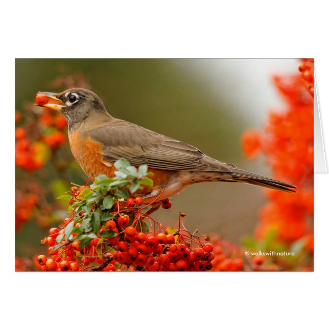 Amerikanischer Robin mit Pyracantha Pomme (Vorderseite (Horizontal))