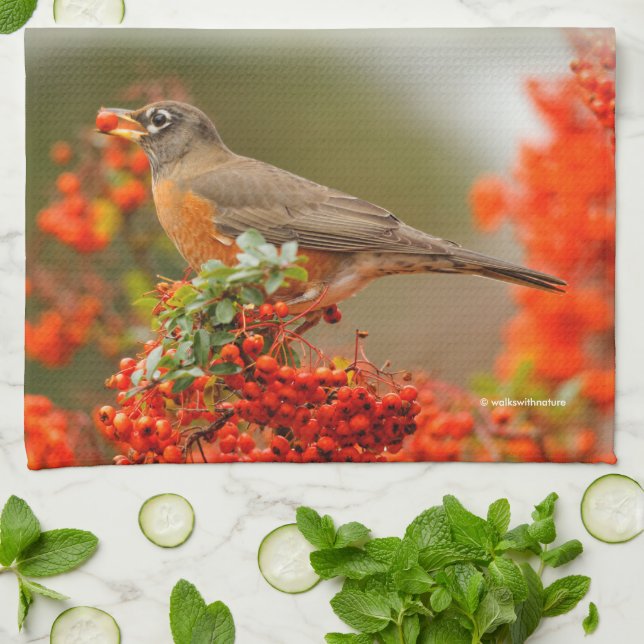 Amerikanischer Robin mit Pyracantha Pomme Handtuch (Gefaltet)