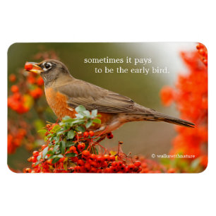 Amerikanischer Robin mit Pyracantha Pomme Magnet