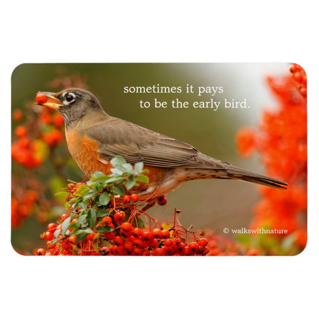 Amerikanischer Robin mit Pyracantha Pomme Magnet (Horizontal)