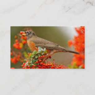 Amerikanischer Robin mit Pyracantha Pomme Visitenkarte