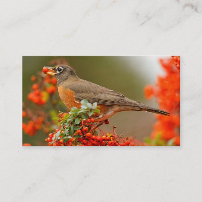 Amerikanischer Robin mit Pyracantha Pomme Visitenkarte (Vorderseite)
