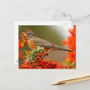 Amerikanischer Robin Songbird mit Red Berry Postkarte