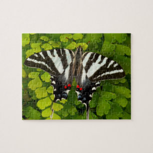Amerikanischer Schwalbenschwanz Schmetterling Puzzle