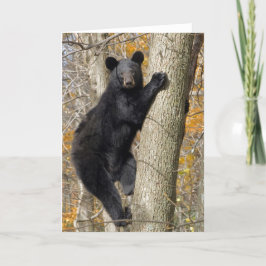 Amerikanischer Schwarzbär Klettern am Baum Karte
