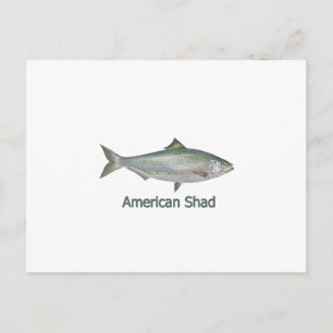 Amerikanischer Shad (mit dem Titel) Postkarte