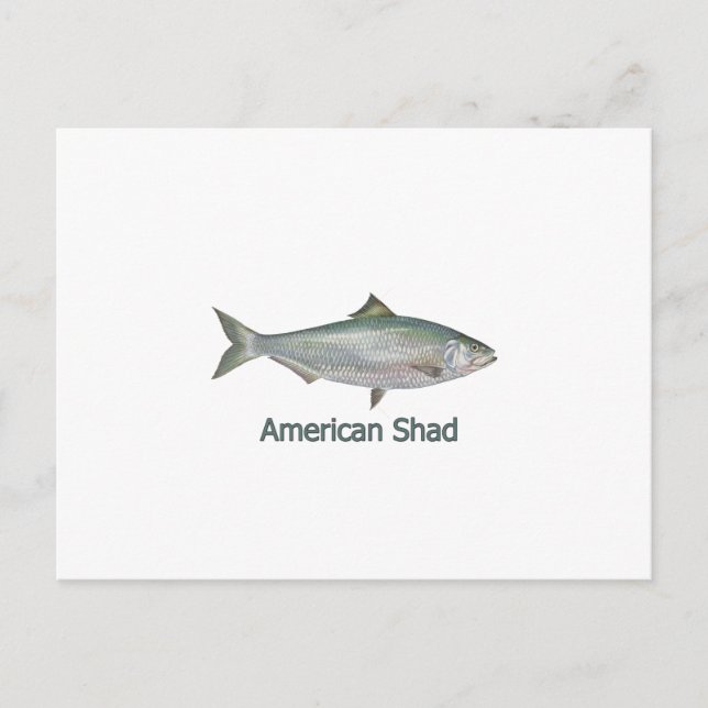 Amerikanischer Shad (mit dem Titel) Postkarte (Vorderseite)