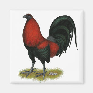Amerikanischer Spielhahn Schwarz Rot Magnet