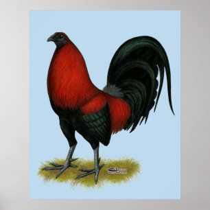 Amerikanischer Spielhahn Schwarz Rot Poster