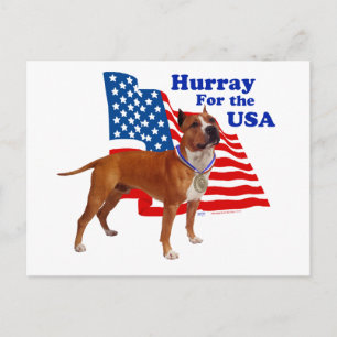 Amerikanischer Staffordshire Terrier USA Postkarte