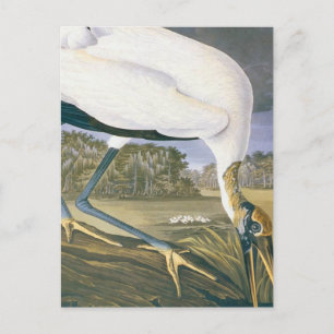 Amerikanischer Storch von John James Audubon in Vi Postkarte