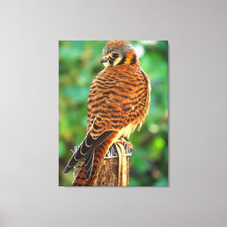 Amerikanischer Turmfalke Wandkunst | Falken-Wildli Leinwanddruck