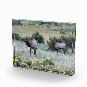Amerikanischer Wapiti   Colorado Fotoblock
