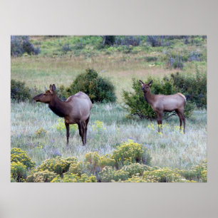 Amerikanischer Wapiti   Colorado Poster