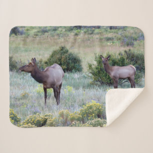 Amerikanischer Wapiti   Colorado Sherpadecke