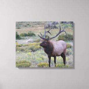 Amerikanischer Wapiti   Rocky National Park, Color Leinwanddruck