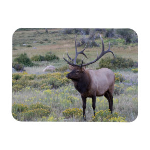 Amerikanischer Wapiti Rocky National Park, Color Magnet