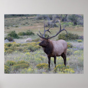 Amerikanischer Wapiti   Rocky National Park, Color Poster
