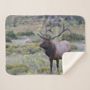 Amerikanischer Wapiti Rocky National Park, Color Sherpadecke