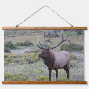 Amerikanischer Wapiti Rocky National Park, Color Wandteppich Mit Holzrahmen