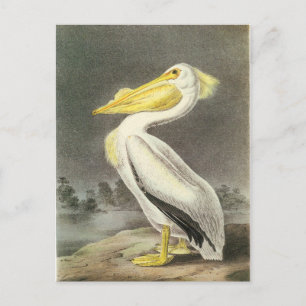 Amerikanischer Weißer Pelikan Postkarte