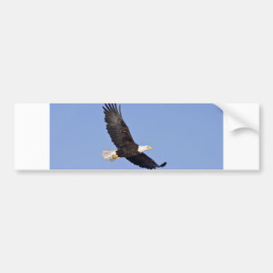 Amerikanischer Weißkopfseeadler Autoaufkleber