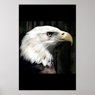 Amerikanischer Weißkopfseeadler Poster Druck Adler