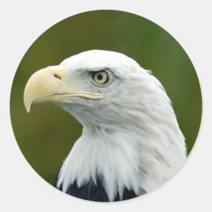 Amerikanischer Weißkopfseeadler Runder Aufkleber
