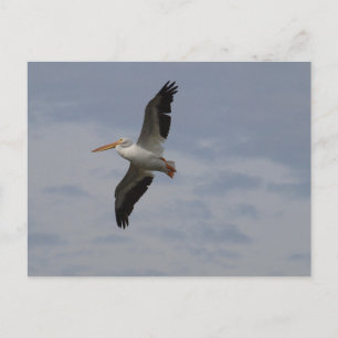 Amerikanischer Weißpelikan in Migration Postkarte