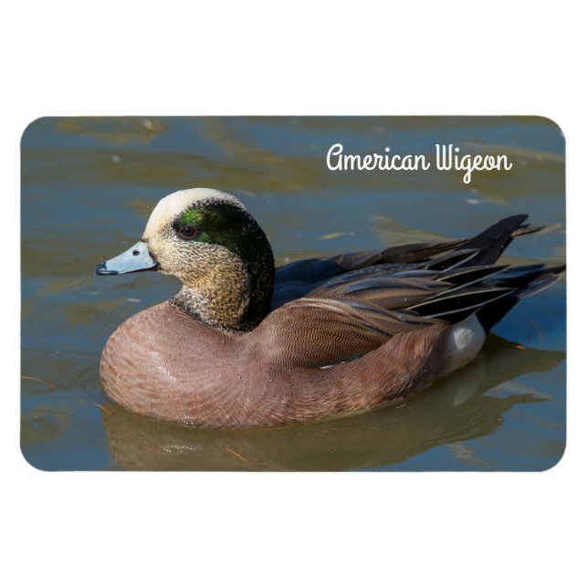 Amerikanischer Wigeon Magnet (Horizontal)