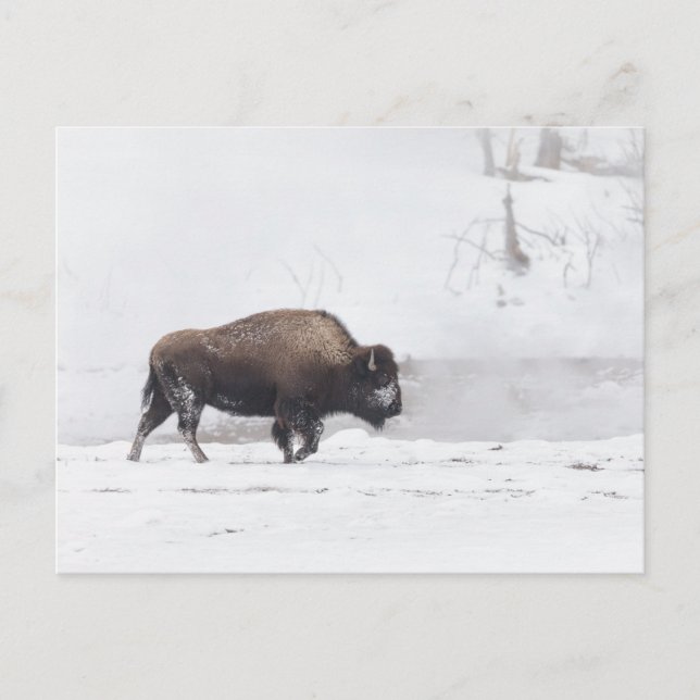 Amerikanisches Bison am Dampfenden Teich Postkarte (Vorderseite)