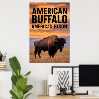 amerikanisches Bison Buffalo