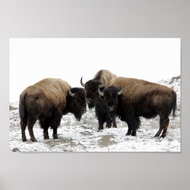 Amerikanisches Bison im Winter Poster (Vorne)