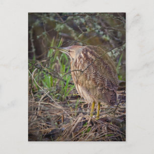 Amerikanisches Bittern Postkarte