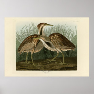 Amerikanisches Bittern - von Audubons Vögeln Ameri Poster