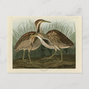 Amerikanisches Bittern - von Audubons Vögeln Ameri Postkarte