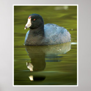 Amerikanisches Blässhuhn-Wandbild Wasservogel-Re Poster