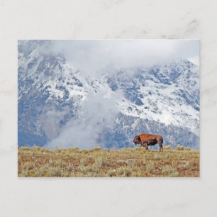 Amerikanisches Buffalo Hoch in den Tetons, die die Postkarte